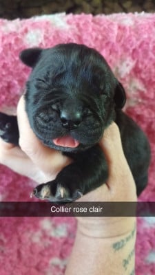 Les chiots de Cane Corso