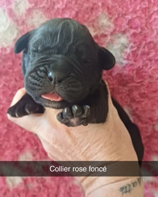 Les chiots de Cane Corso