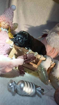 Les chiots de Cane Corso