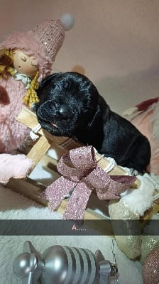 Les chiots de Cane Corso