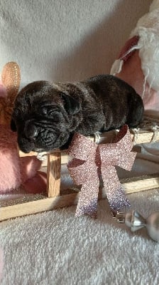 Les chiots de Cane Corso