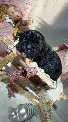 Les chiots de Cane Corso