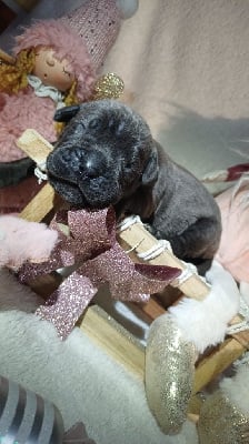 Les chiots de Cane Corso