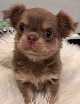 Les chiots de Chihuahua