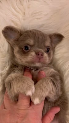 Les chiots de Chihuahua