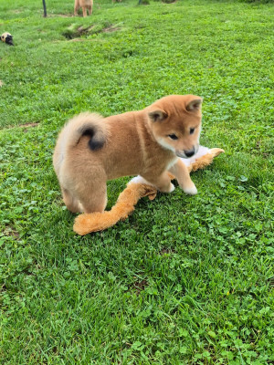 Les chiots de Shiba