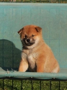 Asuma Lyoko Collier bleu