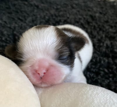 Les chiots de Shih Tzu