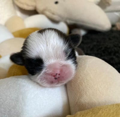 Les chiots de Shih Tzu