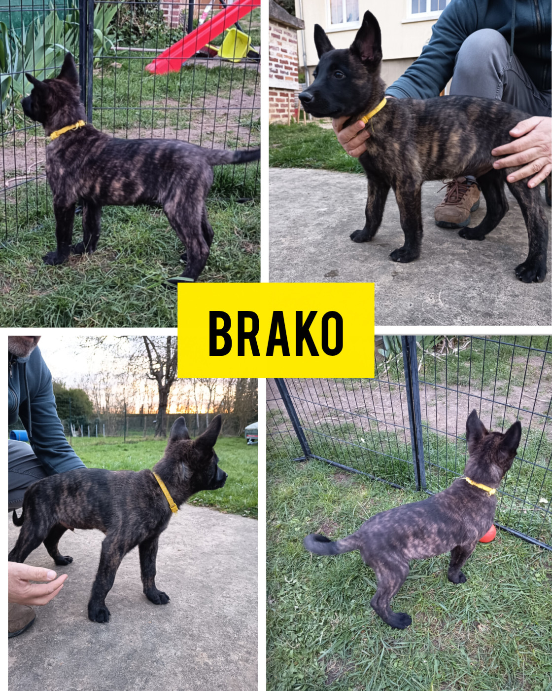 Brako - Berger hollandais