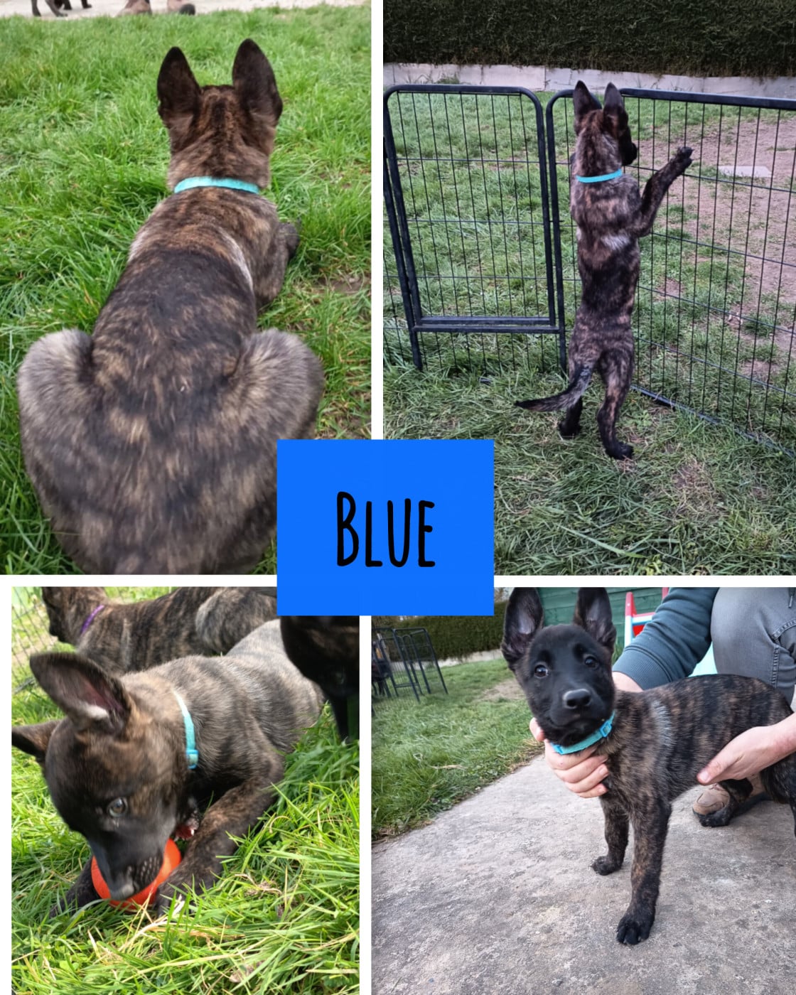 Blue - Berger hollandais