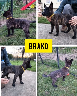 Les chiots de Berger hollandais