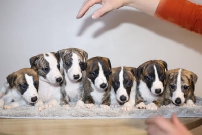 Diablesse You Will In Paris