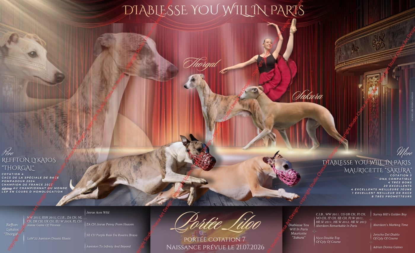 Chiot Whippet