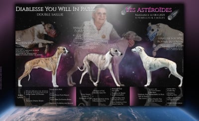 Les chiots de Whippet