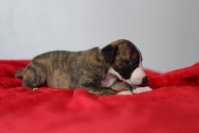 Les chiots de Whippet