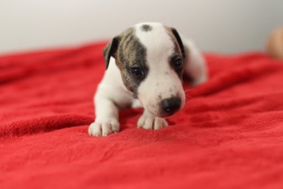 Les chiots de Whippet