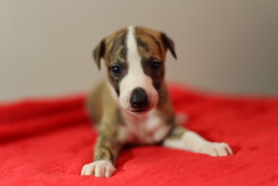 Les chiots de Whippet