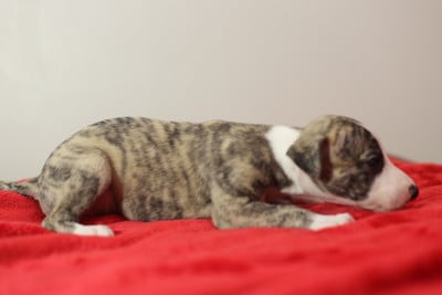 Les chiots de Whippet