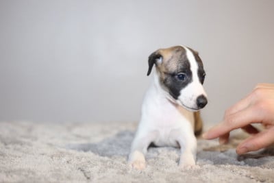 Les chiots de Whippet