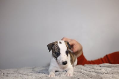 Les chiots de Whippet