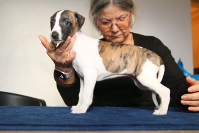 Les chiots de Whippet