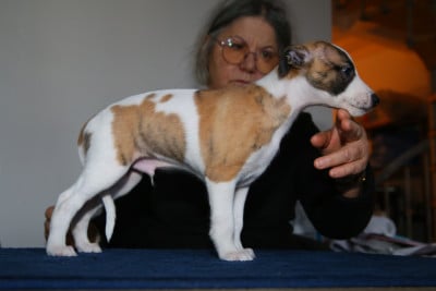 Les chiots de Whippet
