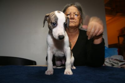 Les chiots de Whippet