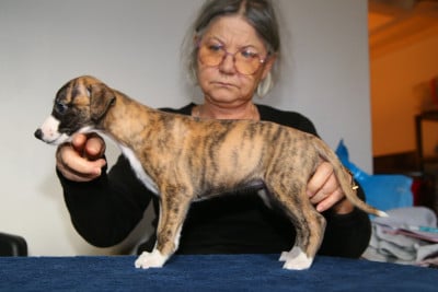 Les chiots de Whippet