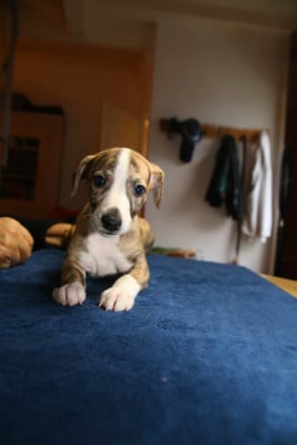 Les chiots de Whippet