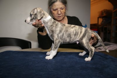 Les chiots de Whippet