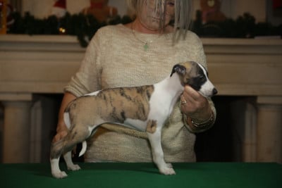 Les chiots de Whippet
