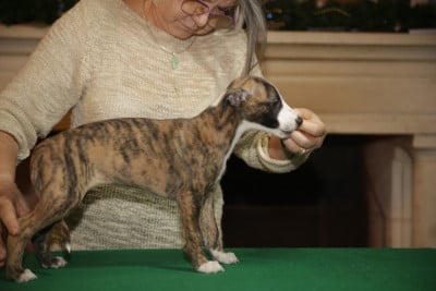 Les chiots de Whippet