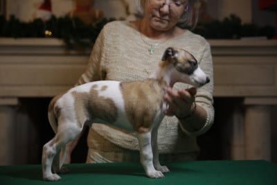 Les chiots de Whippet