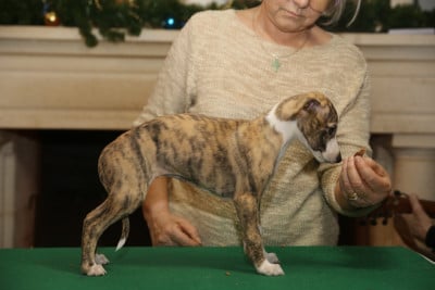 Les chiots de Whippet