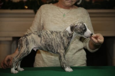 Les chiots de Whippet