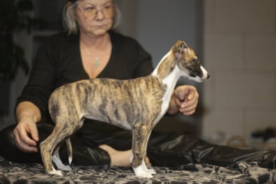 Les chiots de Whippet