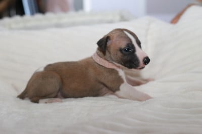 Les chiots de Whippet