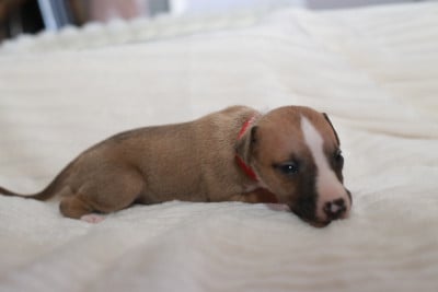Les chiots de Whippet