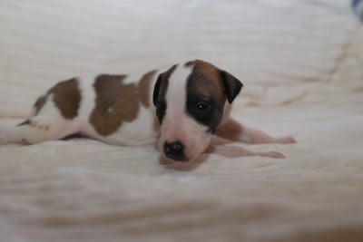 Les chiots de Whippet