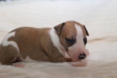Les chiots de Whippet