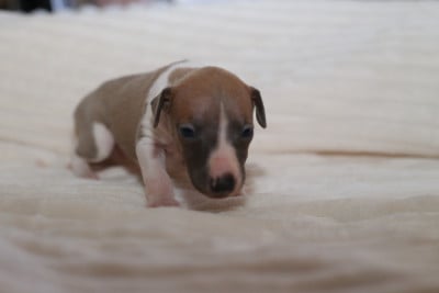 Les chiots de Whippet