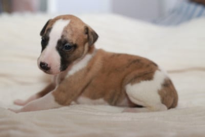 Les chiots de Whippet