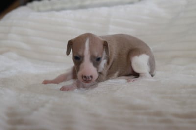 Les chiots de Whippet