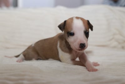 Les chiots de Whippet