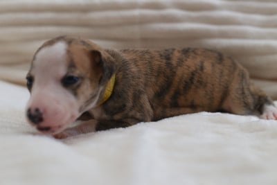 Les chiots de Whippet