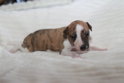 Les chiots de Whippet