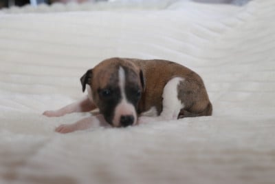 Les chiots de Whippet