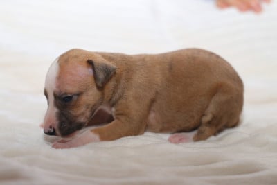 Les chiots de Whippet