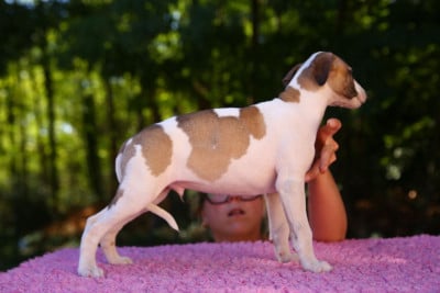 Les chiots de Whippet